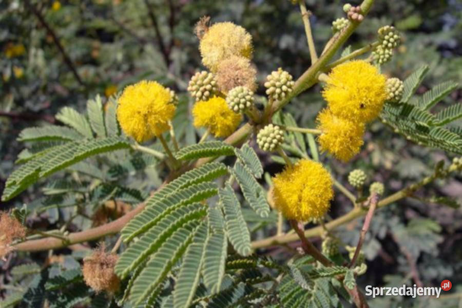 AKACJA NILOTICA Akacia Nilotica NASIONA 100g Lubanie