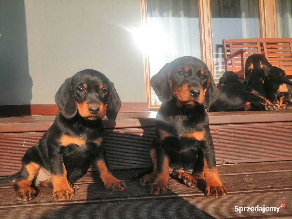 Szczeniaki Gończy słowacki kopov Jasło