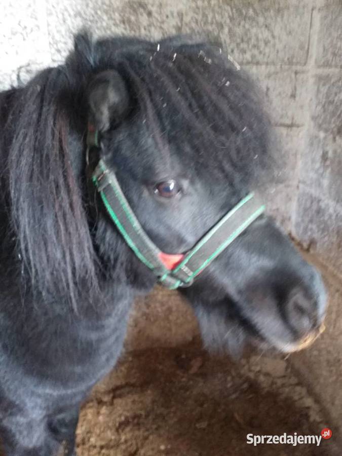 Kucyk o imieniu Kacperek Konie Ruda