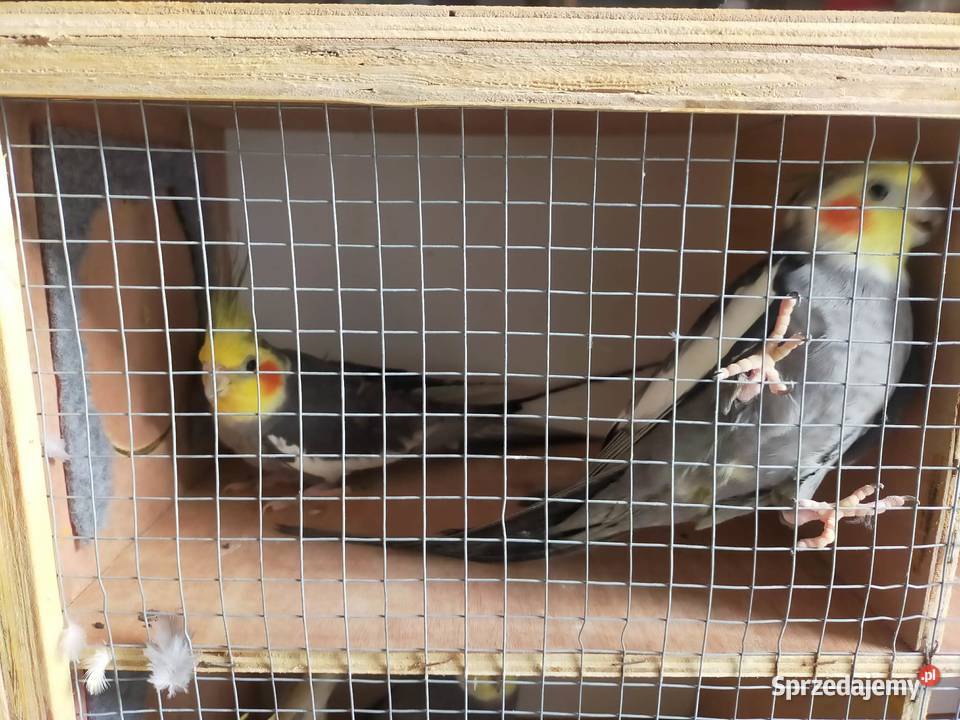 Sprzedam papugi Nimfy Boruja