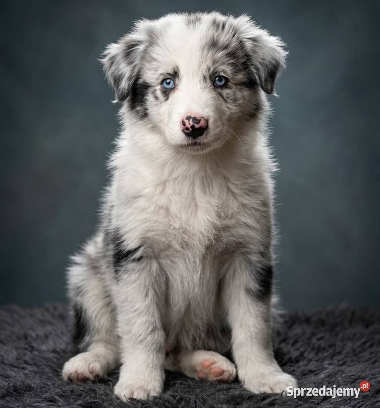 SZCZENIAK BORDER COLLIE Sieradz
