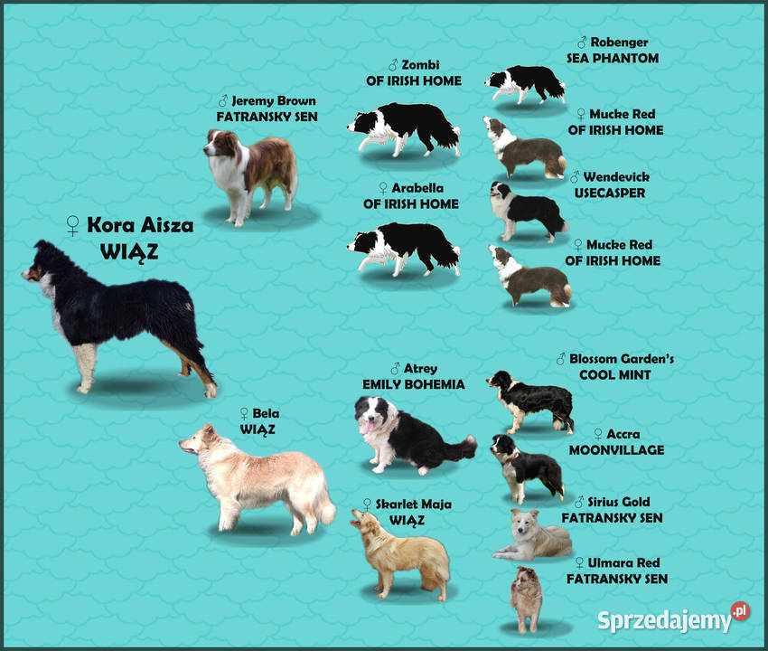 Piękny rasowy pies Border Collie z Hodowli pełna Iwonicz