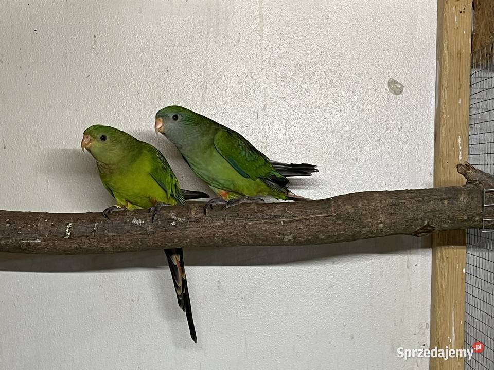 barabandy para Przeworsk