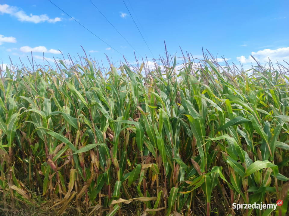 KUKURYDZA NA PNIU NA KISZONKE łódzkie Kutno
