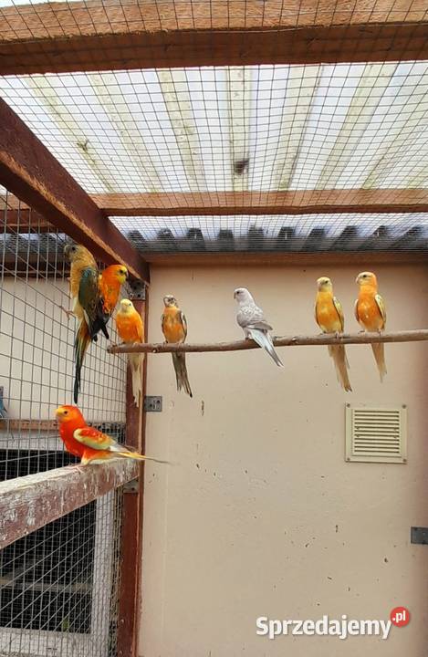 Sprzedam świergotki Ostrów Wielkopolski