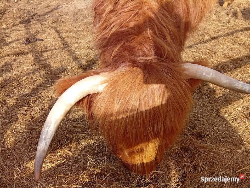Krowy Highland stado 11 bydło mięsne szkockie Płachty