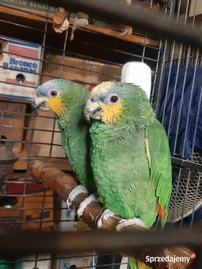 Amazonki kuriki modrobrewe para oswojone Skała sprzedam