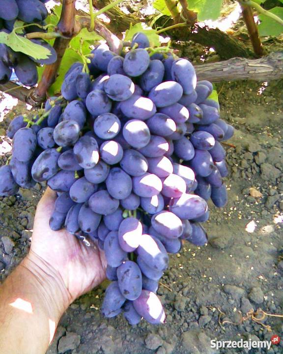 Sadzonki winorośli (Ukraina)