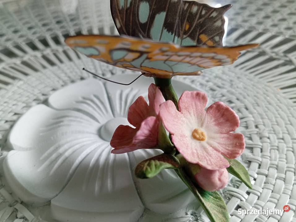 Porcelanowy motyl Franklin lubuskie Zielona Góra sprzedam