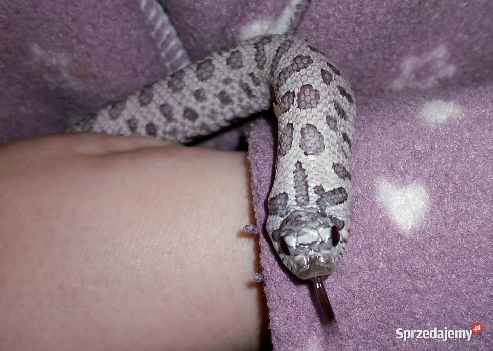 Heterodon Samica Super Arctic Lavender het Warszawa