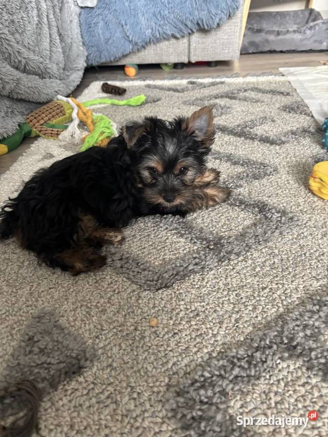 Piękna suczka Yorka lubelskie Wysokie