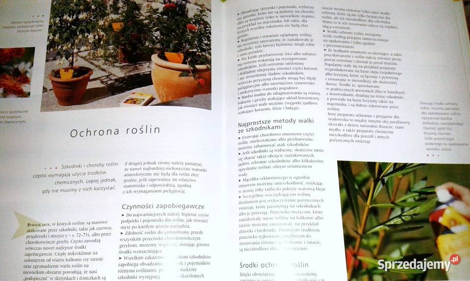 Rośliny balkonowe Joachim Mayer Chełm sprzedam