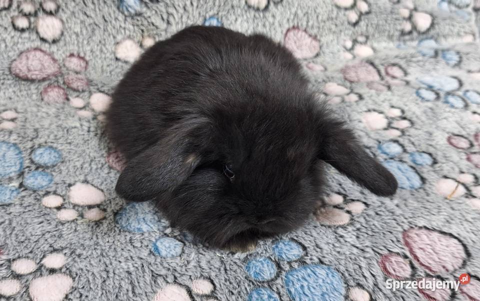 Króliczek Baranek Mini Lop samiczka