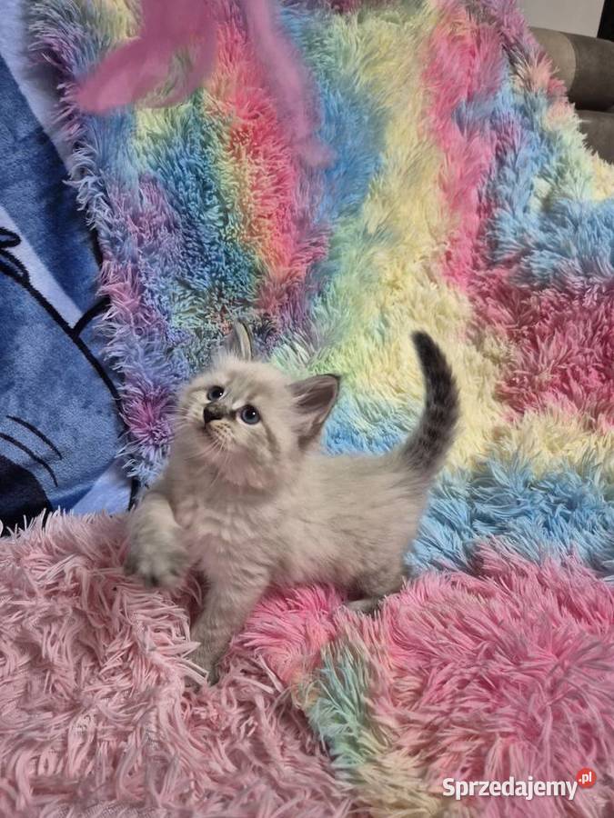 KOCUREK Neva Masquerade rodowód FPL