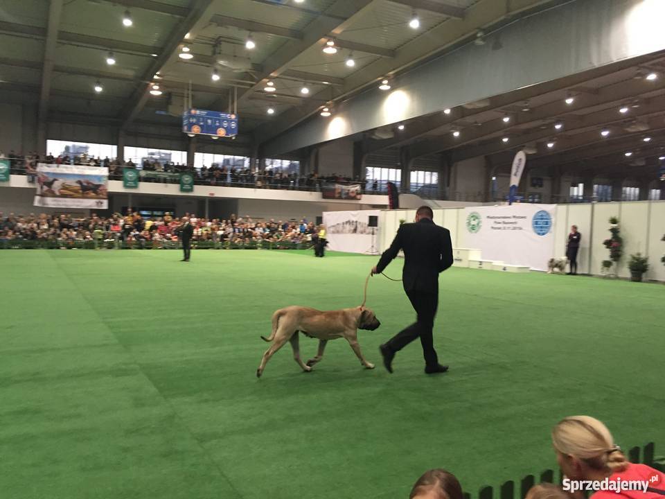 Fila Brasileiro czystej krwii rodzice z medalami Psy Bełchatów
