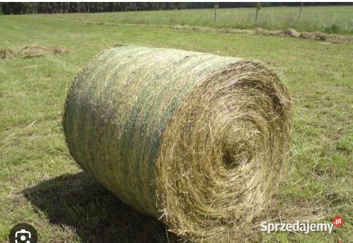 Siano bele 120x120 Kraków sprzedam