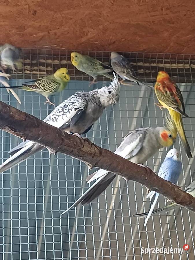 Papugi Faliste nimfy świergotki rozelle