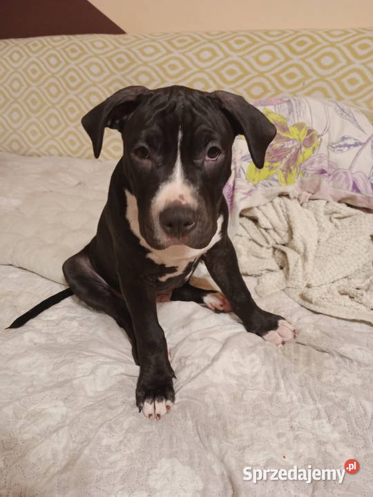 Amstaff piesek 4 miesiące mazowieckie