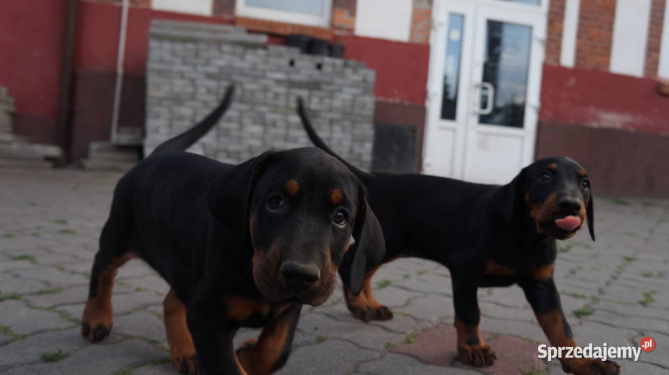 szczeniaki doberman Bydgoszcz