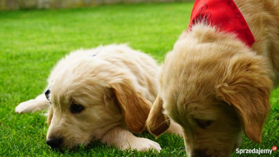 Golden Retriever rodowodowe ZKwP FCI goldeny Łężki-Parcel