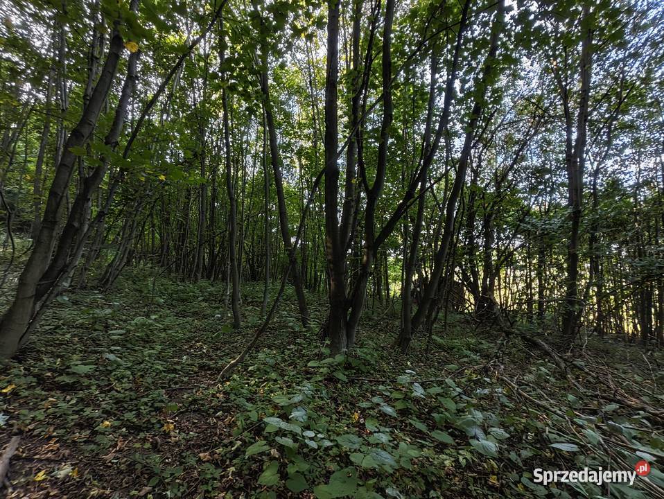 Działka leśnorekreacyjna 3 194 m Cergowa gm 121m