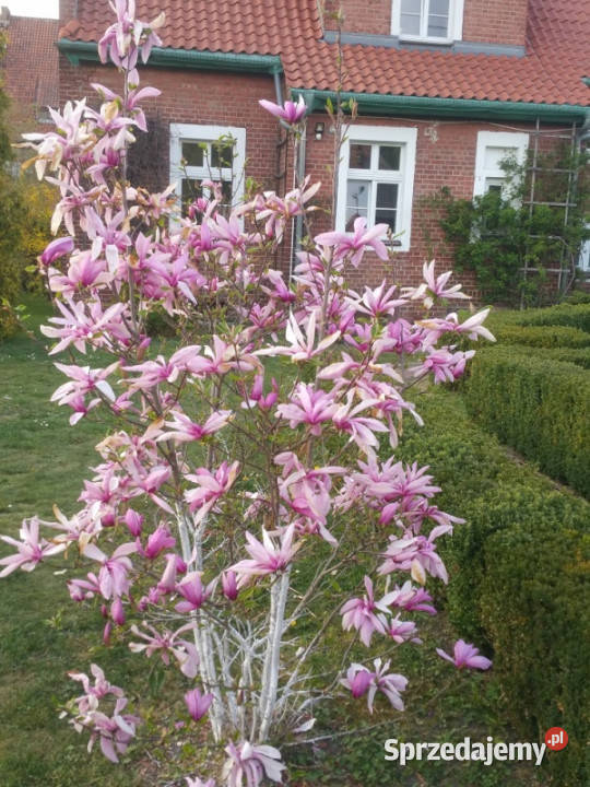 PIĘKNA POSIADŁOŚĆ Zalewem Wiślanym ok ha w Kadyny