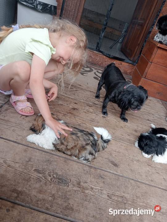 Shih tzu suczka Dobiejewo