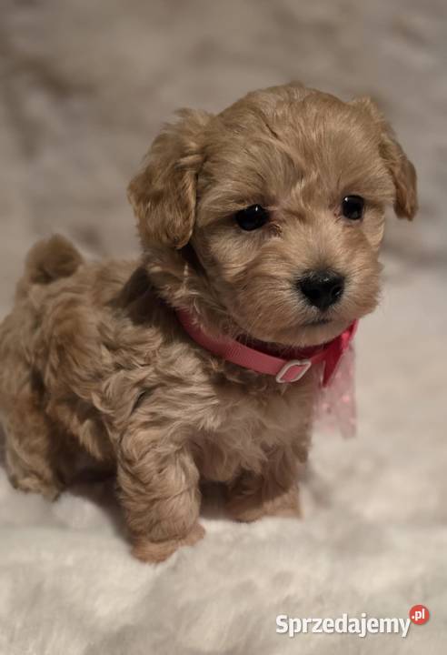 Maltipoo suczka śląskie Zawiercie sprzedam