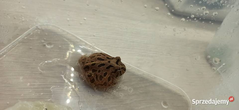 Żaby rogate sprzedam
