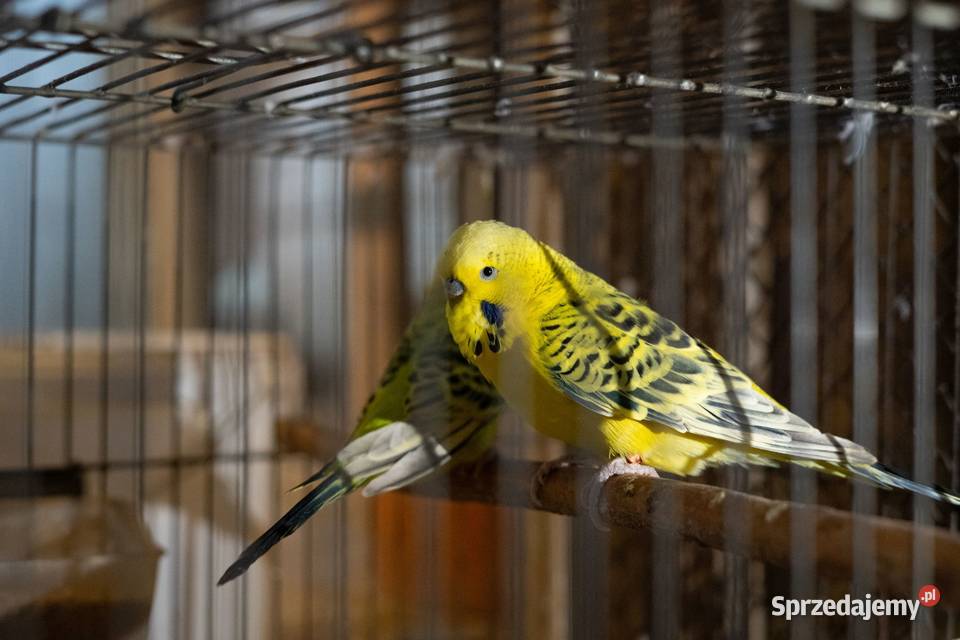 Para Papużki faliste Texas Zółte podkarpackie Chmielnik