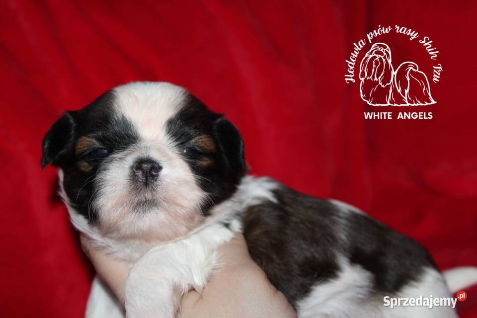 Shih tzu szczeniaczki Poznań