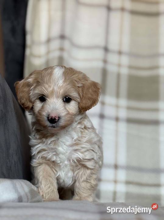Szczeniaki Maltipoo 8 tyg świętokrzyskie Kielce