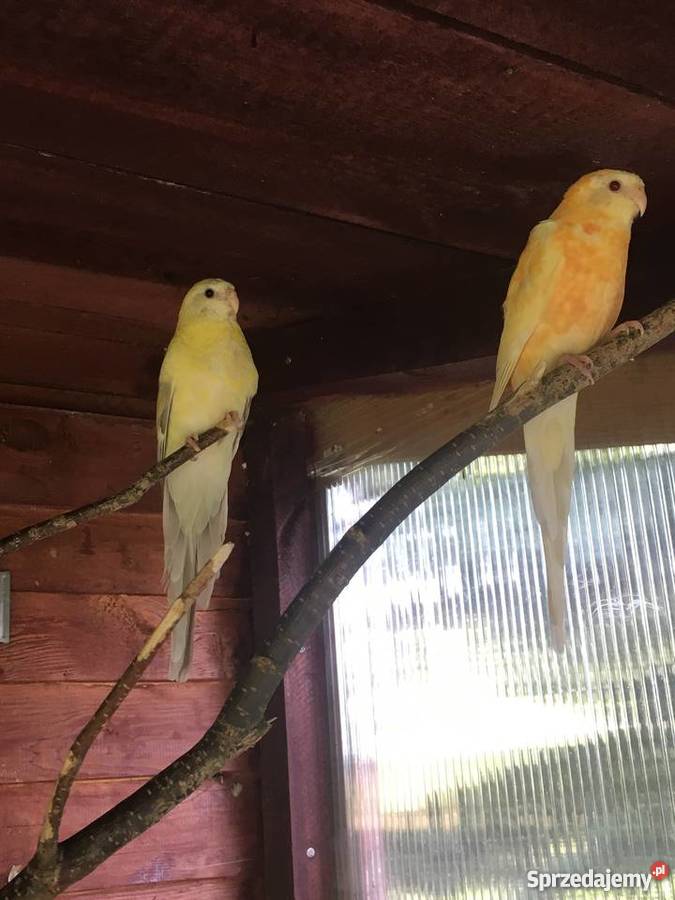 Papugi świergotki pomorskie Nowy Wiec sprzedam