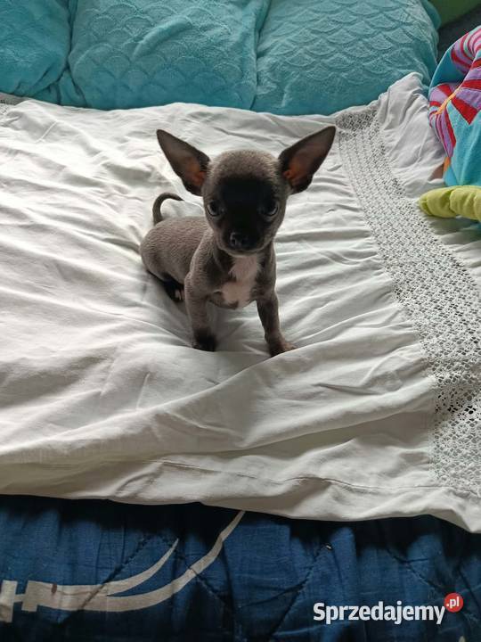 Śliczna szara suczka Chihuahua szuka kochającego
