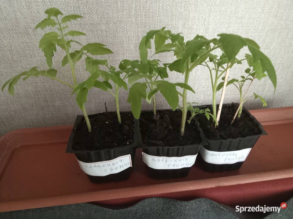 Sadzonka pomidora karłowatego Promyk Łódź sprzedam