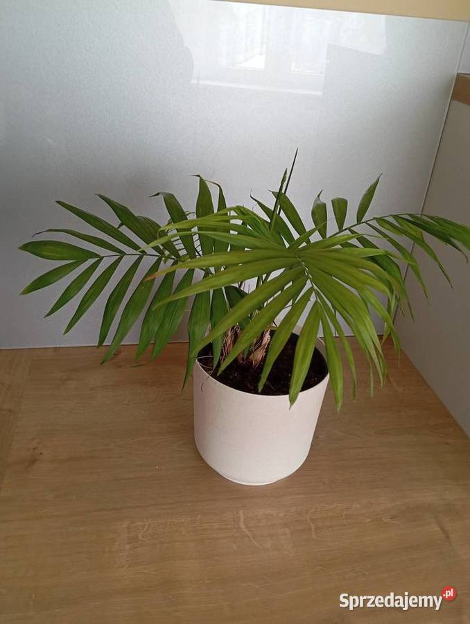 Kwiaty doniczkowe 10 sztuka