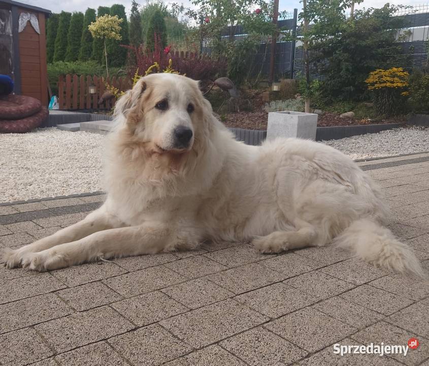 PIRENEJSKI PIES GÓRSKI SZCZENIĘ GOTOWE DO Berneński Pies Pasterski Tczew sprzedam