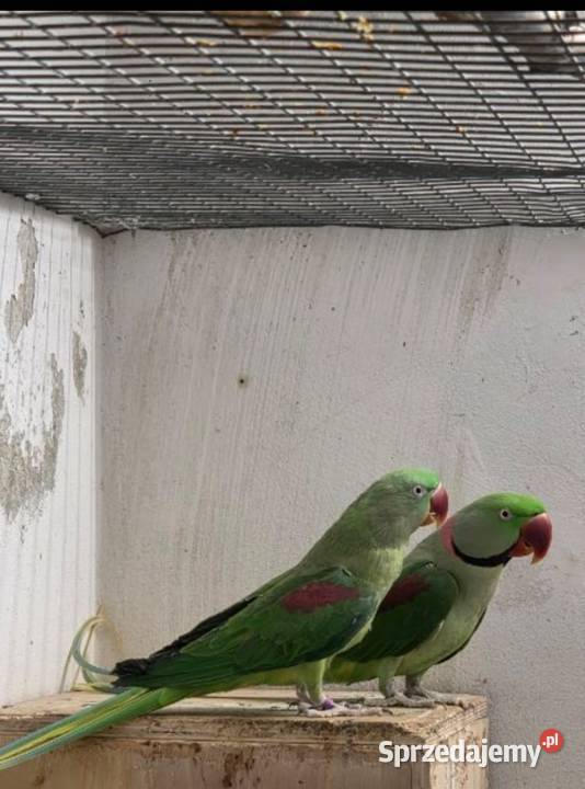 Aleksandretta wielka Częstochowa