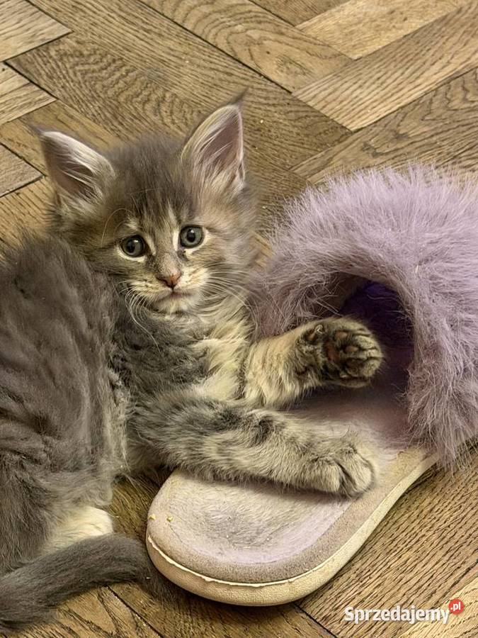 Kociczka szylkretką niebieska Maine coon FIFE Warszawa