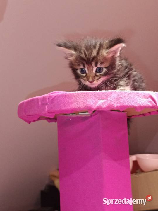 Przepiękne kocięta Maine coon do rezerwacji Prawęcin
