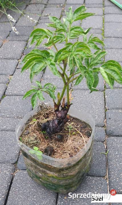 Piwonia Toch Light Dom i Ogród sprzedam