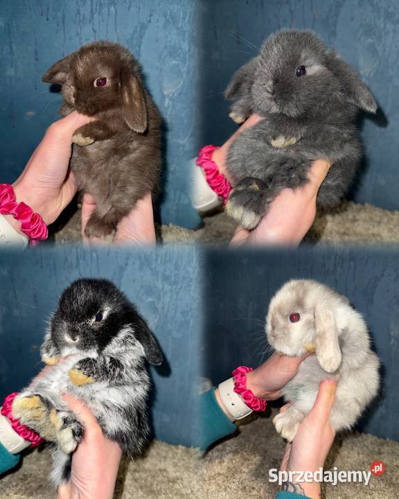 Królik Miniaturka Mini Lop Teddy Gryzonie Godowa