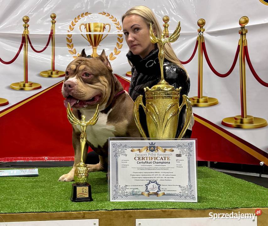 Suczka American Bully Pocket Inowrocław