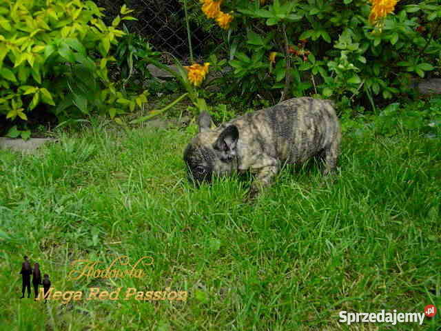 Buldog Francuski śliczny piesekz metryką ZKwP Śrem