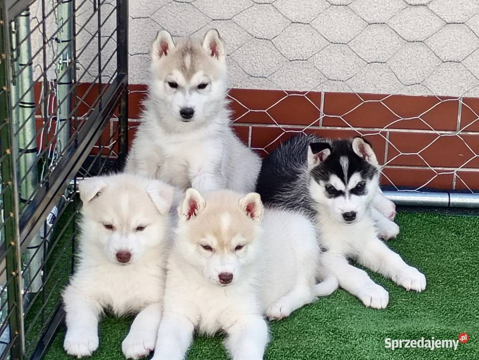 SIBERIAN HUSKY BOY Husky Racibórz