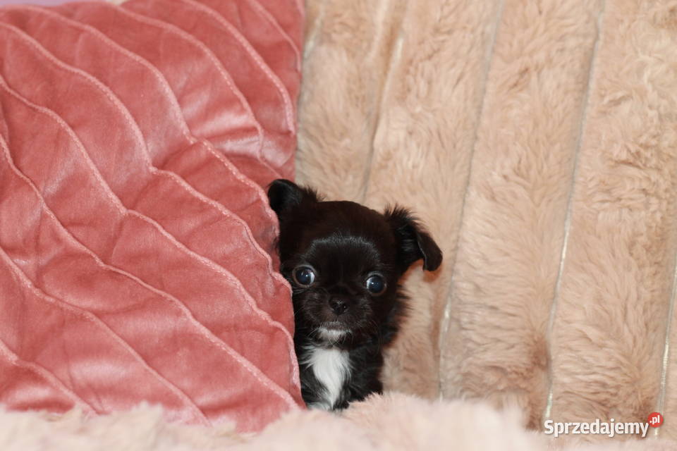 Chihuahua długowłosy chłopiec ZKwP FCI