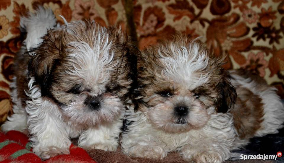 SHIH TZUpiękne szczeniaczki Kraków
