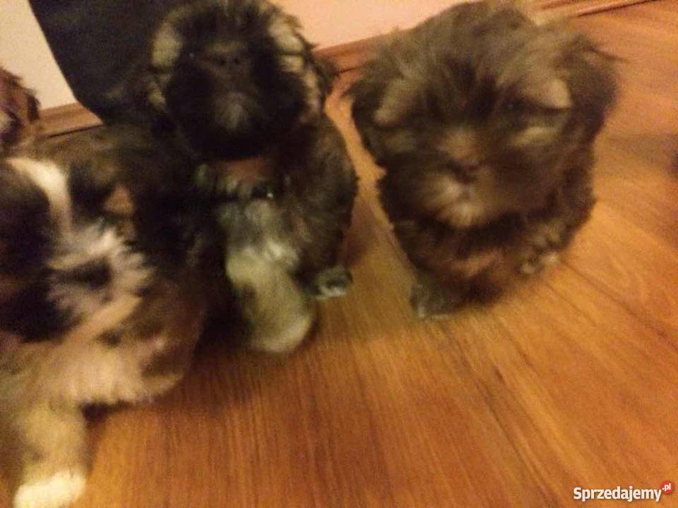 Lhasa Apso sprzedam Konin
