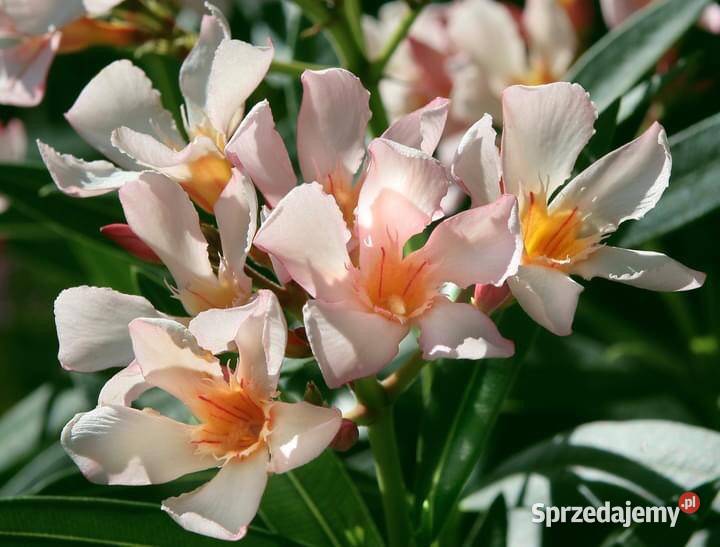 Oleander o pełnych pachnących ŻÓŁTYCH kwiatach małopolskie Skawina