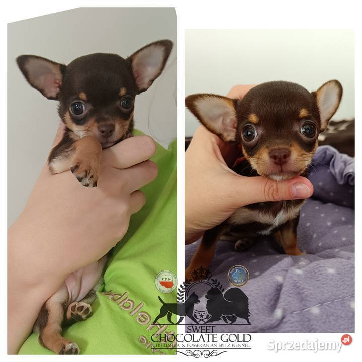 Chihuahua krótkowłosa czekoladowa suczka rodowód